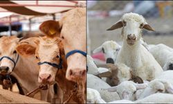 Büyükbaş hayvan sayısı 2025'te 17,7 milyon, küçükbaş sayısı yaklaşık 57,9 milyon oldu