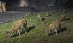 Deriner Barajında Sürpriz Misafir