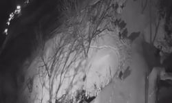 Şavşat’ta Kurt Sürüsü Köye İndi