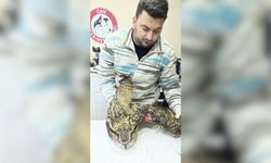 Puhu Kuşu Tedavi Altına Alındı