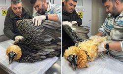 Artvin'de Sakallı Akbaba Tedavisinin Ardından Yeniden Doğaya Salındı