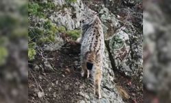 Yaban Hayatında Nadir Görüntü: Artvin'de Dağların Zirvesinde Gebe Vaşak Kamerada