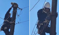 Köpeklerden Korkup Elektrik Direğine Çıkan Kedi Kurtarıldı