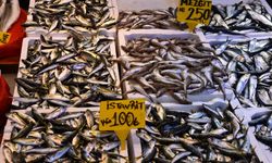 Trabzon'da istavrit ve mezgit ilgi görüyor