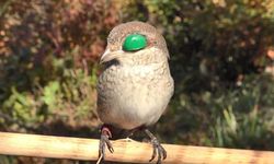 Atmacacılık Geleneği İçin Meclis'ten Karar Çıktı