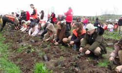 Bafra'da minik eller 3 bin fidanı toprakla buluşturdu