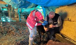 Artvin’de Hayvan Sağlığı Çalışmaları Sürüyor