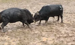 Boğa Güreşleri Tarihleri Belli Oldu