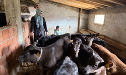 Devlet desteğinden yararlanan kadın çiftçi büyükbaş hayvan sürüsünü büyüttü