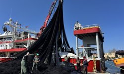 Üç tarafı denizle çevrili Sinop'ta balık avı sezonu bereketli kapanıyor