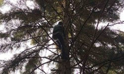 40 Metrelik Göknar Ağacının Tepesine Takılan Dronu Böyle Kurtardılar