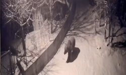 Aç Kalan Ayılar Köylere İndi