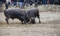Boğa Güreşleri Sezonu Sarıgöl'de Açıldı