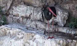 Kara Leylek Görüntülendi