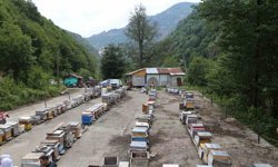 Mevsim Normallerinin Altında Seyreden Hava Sıcaklığı Arıcıları Vurdu, Uzmanlardan Kritik Uyarı