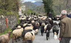 Zorlu Yayla Göçü Başladı