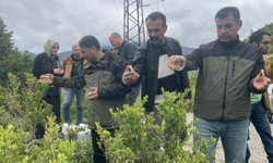 Şimşir Güvesine Karşı Biyolojik Mücadele Sürüyor