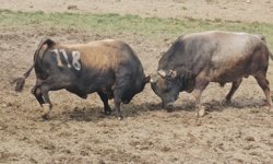 227 Boğa Arenaya Çıktı