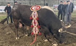 MERALARIN EFENDİSİ POYRAZ