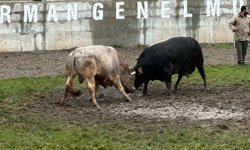 Boğa Güreşi Tutkunları Derekapı'da heyecan artıyor