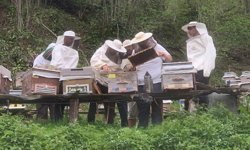 ARTAMER'den Ana Arı Yetiştiriciliği Eğitimi