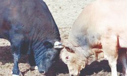 Yusufeli’nde Geri Sayım Başladı