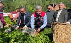 Geleneksel Çay Hasadı Etkinliği Düzenlendi