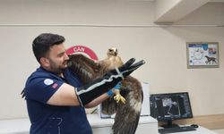 Bozkır Kartalı Tedavi Altında
