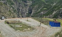 Kurban Pazarı Sinek Avlıyor