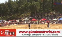 Tire’de Boğa Güreşi Heyecanı