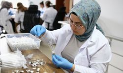 Giresun'da üretilen samuray arıları 5 ilde doğaya bırakılacak