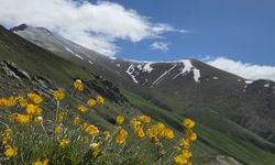 Kaçkar Dağları'nın Eteklerindeki Yaylalar Çiçeklerle Renklendi