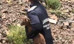 JAK Dalgıçları Mahsur Kalan Yavru Keçiyi Kurtardı