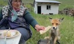 Yaylada Sedriye ninenin sofrasına oturan tilki, ikram edilen ekmeği yemedi