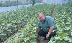 Seralarda Üretilen İlk Yerli Salatalıklar Satışa Çıkıyor