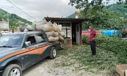 Çayda Kriz Derinleşiyor: Üretici Çözüm Bekliyor