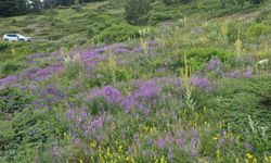 Ilgaz Dağı temmuzda ilkbaharı yaşıyor