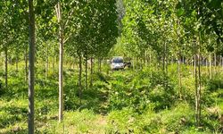 Kastamonu'da kavaklık alanda bir kişi ölü bulundu