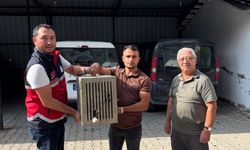 Yaralı leylek koruma altına alındı