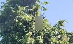 Rize'de ıhlamur toplarken elektrik akımına kapılan vatandaş hayatını kaybetti