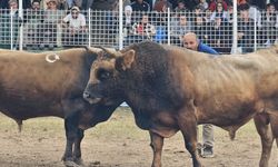 45. Kafkasör Festivali’nde 3. Gün Heyecanı Sona Erdi