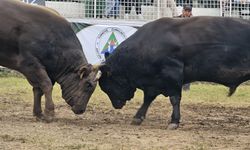 45. Kafkasör’de İkinci Gün Tamamlandı, Kupalar Sahiplerini Buldu