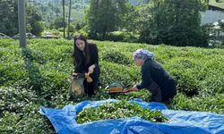 Kemalpaşa Kaymakamı Hasadına Katıldı