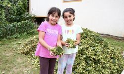Giresun'da fındık hasadı başladı