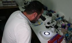 Kene kaynaklı hastalıklarda tek risk KKKA değil