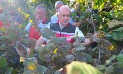 Ordu'da fındık hasadı başladı