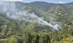Sinop'ta çıkan örtü yangınına müdahale ediliyor