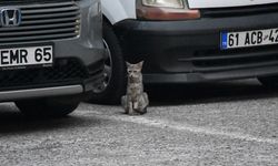 Yavruları için otomobilin peşinden koşan anne kedinin imdadına itfaiye yetişti