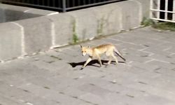 Şehre inen tilki böyle görüntülendi
