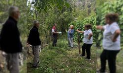 Artvin’de Tarla Faresiyle Mücadele Başlatıldı